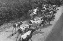 1945 - vojáci ženou stádo krav z německých obcí za postupující válečnou frontou